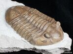 / Inch Asaphus Lepidurus Trilobite #2789-2